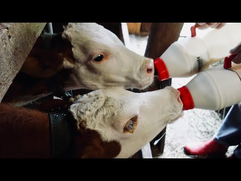 Видео: ЗАМЕНИТЕЛИ ЦЕЛЬНОГО МОЛОКА для телят ХОРОШЕГО КАЧЕСТВА.