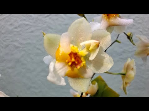 Видео: Онцидіум Твінкль. Домашнє цвітіння. 01.11.2025