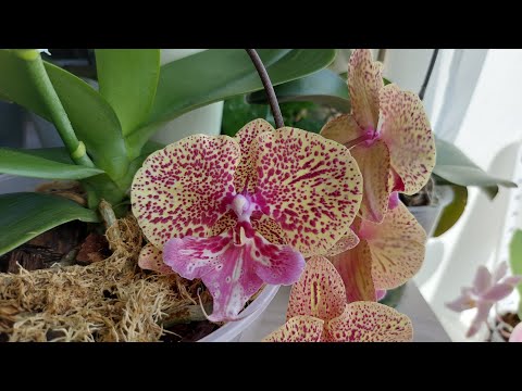 Видео: Новинки и новые роспуски ОРХИДЕЙ