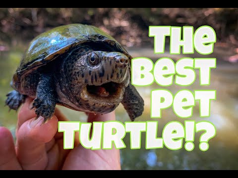 Видео: ЛУЧШИЕ домашние черепахи!? Грязевые и мускусные черепахи
