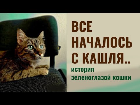 Видео: Как я вылечил ринотрахеит кошки в острой фазе | кошка с короной