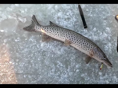 Видео: Рыбалка под новый год!