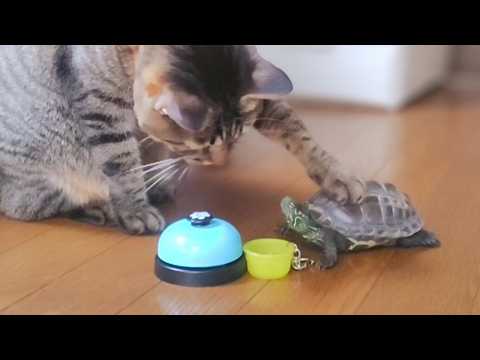Видео: Вы когда-нибудь видели таких кошку и черепаху?