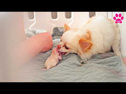 Видео: Собака не принимает щенка! Хочет укусить!?