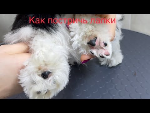 Видео: Как постричь лапки щенку Бивера или Йорка. Гигиеническая стрижка собаки.