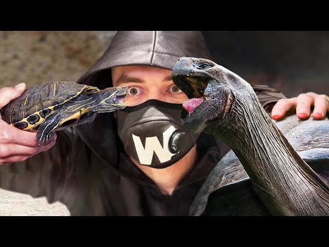 Видео: Почему Большие Черепахи Умирают, Живя с Домашними Черепахами?