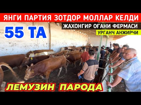 Видео: КЕЧАГИ АЙТИЛГАН ЛЕМУЗИН ПАРОДА МОЛЛАР КЕЛДИ ЖАХОНГИР ОҒАНИ ФЕРМАСИ !!! ХОРАЗМ БОЗОР 