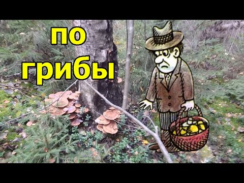 Видео: За грибами.