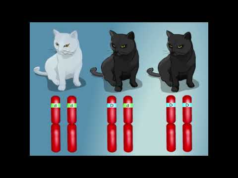 Видео: Моногибридті будандастыру