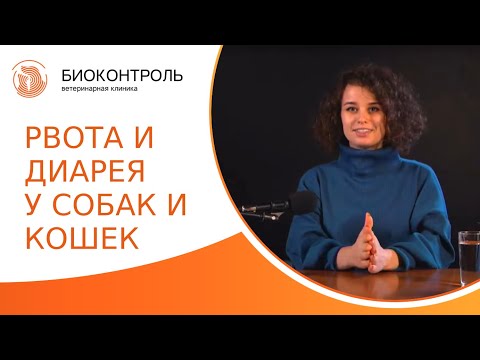 Видео: 🤢 Рвота и диарея у собак и кошек: причины, лечение и профилактика. Рвота и диарея у собак и кошек.