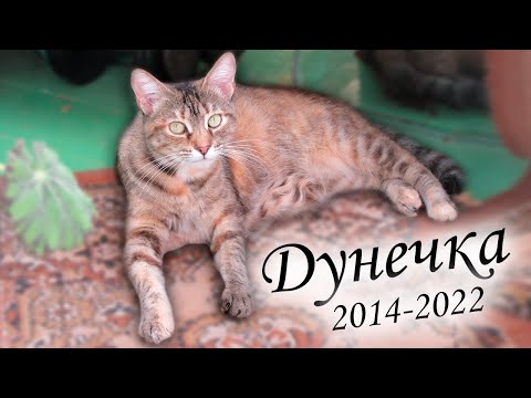 Видео: Дунечки больше нет