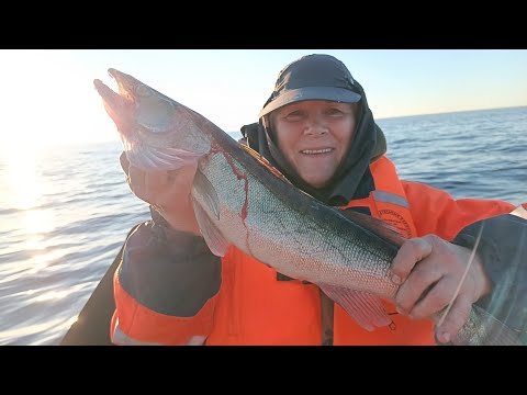 Видео: "Жизнь на пенсии"... Мы на Ладоге🐬🦈🎣👍!