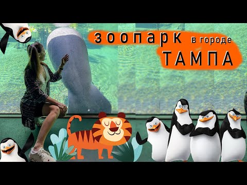 Видео: зоопарк Тампа пингвины/тигры/ломантины