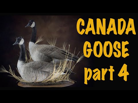 Видео: Таксидермия канадской казарки, 4 из 4. Позирование и груминг. Искусство таксидермии.