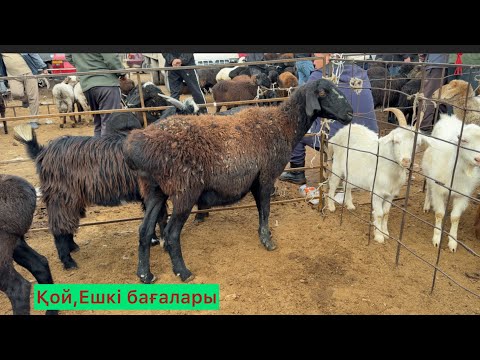 Видео: Қой,ешкі,қозы,қошқар бағалары.