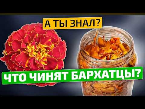 Видео: 90% людей не знают: обычные цветы лечат печень, возвращают зрение, исцеляют суставы — сила бархатцев