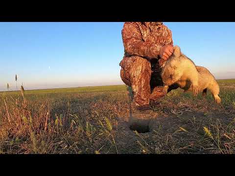 Видео: ГЛАДКОСТВОЛ НА СУРКА? ВЕСЬ СЕЗОН В ОДНОМ РОЛИКЕ. ОХОТА НА СУРКА 2022 года.