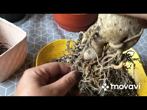 Видео: Пересадка адениума🌺