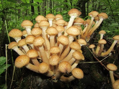 Видео: По грибы! А за какими пойти грибами?)) Осенние опята Июль 2019 года.