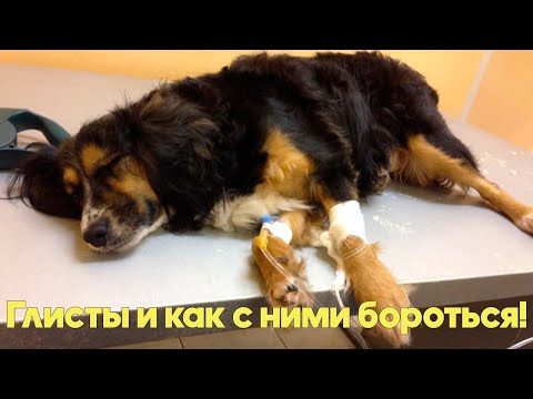 Видео: ГЛИСТЫ У СОБАК И КОШЕК - Симптомы, Профилактика, Лечение. Советы ветеринарного врача.