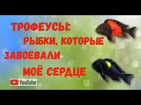 Видео: Увлекательный мир трофеусов: содержание и особенности.