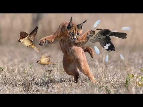 Видео: Каракал, одинокое кошачье общество