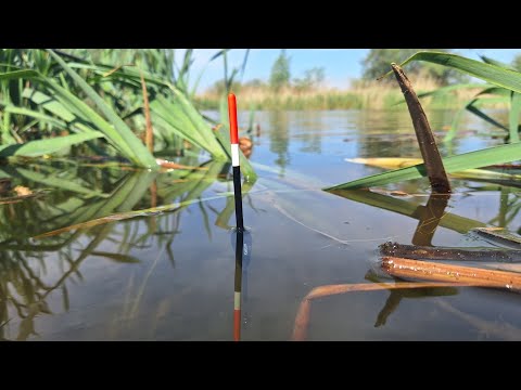 Видео: Розвідка вдала. Травневий КАРАСЬ на ПОПЛАВОК. Рибалка на поплавочну вудку 2025