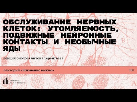 Видео: «Обслуживание нервных клеток: утомляемость, подвижные нейронные контакты и необычные яды»