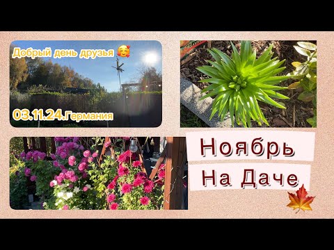 Видео: Ноябрь на немецкой даче😉🍁Зачем они собираются цвести😱🪷