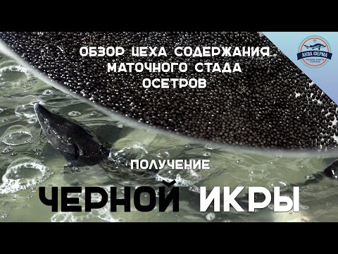 Видео: Обзор цеха содержания маточного стада осетров. Получение черной икры.