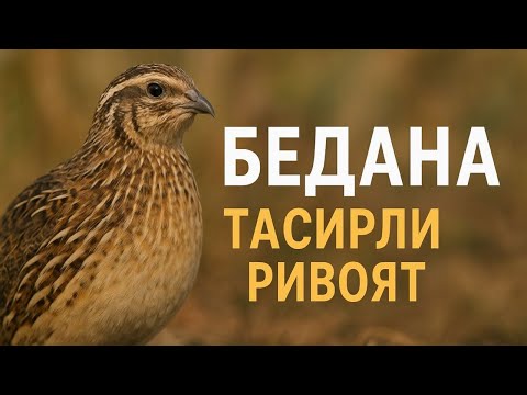 Видео: БЕДАНА ХАКИДА ТАСИРЛИ РИВОЯТ