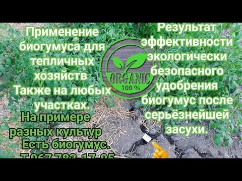 Видео: Важен биогумус для тепличных хозяйств,любых участков,результаты после серьёзной засухи эффективности