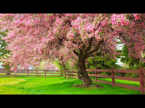 Видео: ВОССТАНОВЛЕНИЕ НЕРВНОЙ СИСТЕМЫ 🌿 Нежная музыка, успокаивает нервную систему и радует душу #77