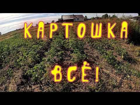 Видео: Картошка все!