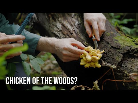 Видео: В поисках редких съедобных грибов на острове Мэн | Очарованные грибами