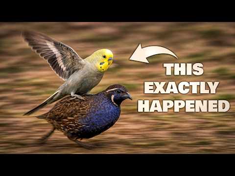 Видео: Когда волнистые попугайчики стали хулиганами — он изменил весь вольер