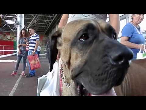 Видео: Огромный ФИЛА БРАЗИЛЕЙРО. Fila Brasileiro. Odessa.