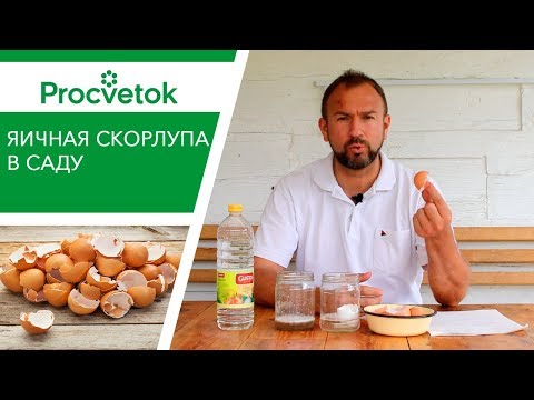 Видео: Яичная скорлупа как удобрение. Надо ли вносить яичную скорлупу в почву в огороде?