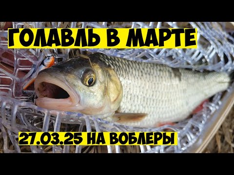 Видео: ПЕРВЫЕ ГОЛАВЛИ В МАРТЕ НА СПИННИНГ! РЫБАЛКА НА ГОЛАВЛЯ ВЕСНОЙ НА СПИННИНГ! ГОЛАВЛЬ 2025 НА ВОБЛЕРЫ!