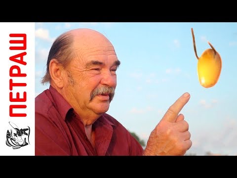 Видео: Рыбалка НА ДАЧЕ у Петровича. Ловля НА ПШЕНИЦУ