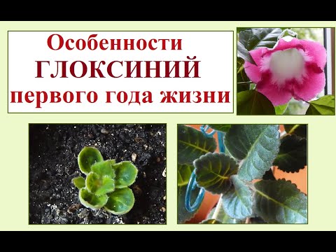 Видео: Глоксинии первого года жизни. Особенности растений в этом возрасте.