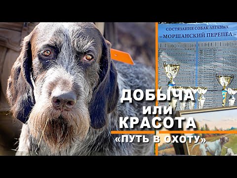 Видео: Состязания легавых по перепелу