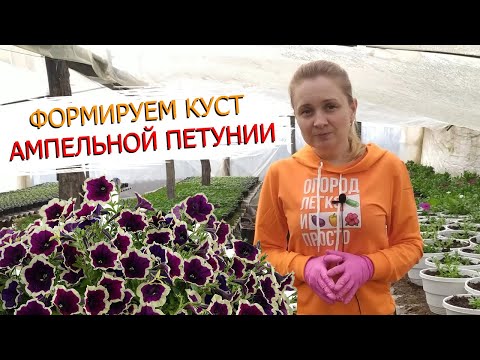 Видео: Как получить красивый и пышный куст ампельной петунии. Формируем петунию правильно