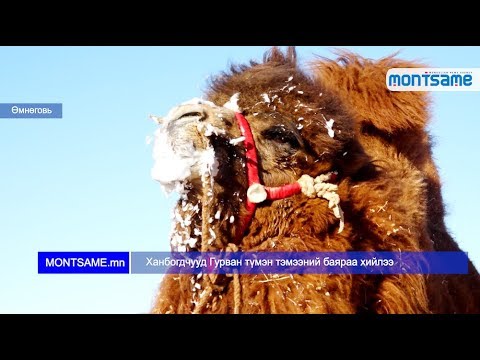 Видео: Ханбогдчууд Гурван түмэн тэмээний баяраа хийлээ