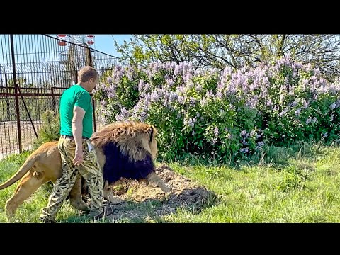 Видео: Выпуск львов 2023г. Взять за хвост гуляющего льва, разогнать ДЕРУЩИХСЯ ЛЬВОВ может Олег Зубков!