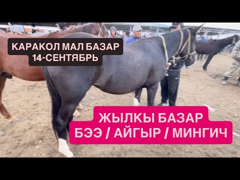 Видео: БЭЭЛЕР / АЙГЫР / СЕМИЗ / МИНГИЧ/ КАРАКОЛ МАЛ БАЗАР/ 14-СЕНТЯБРЬ