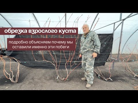 Видео: Обрезка взрослого куста. Какие побеги оставляем?