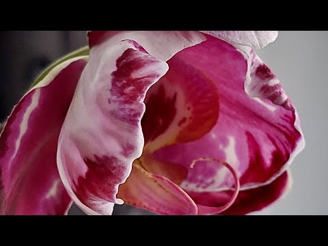 Видео: ОРХИДЕИ ЦВЕТУТ!!! Новые роспуски 💕