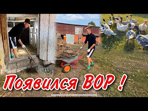 Видео: Ремонт Курятника для породной птицы / Мускусные утки, цыплята, Виандоты и Брама, Взвешивание гусей