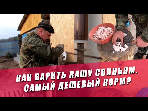 Видео: КАК ВАРИТЬ КАШУ СВИНЬЯМ. САМЫЙ ДЕШЕВЫЙ КОРМ?